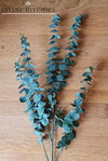Eucalyptus Wax Bunch
