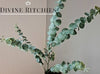 Eucalyptus Wax Bunch
